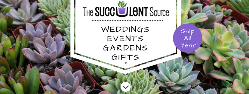 The Succulent Source